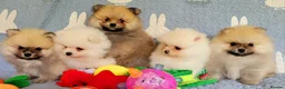 Pomeranian dogs for sale: Stunning KC Pomeranian Puppies for sale - Advert 8