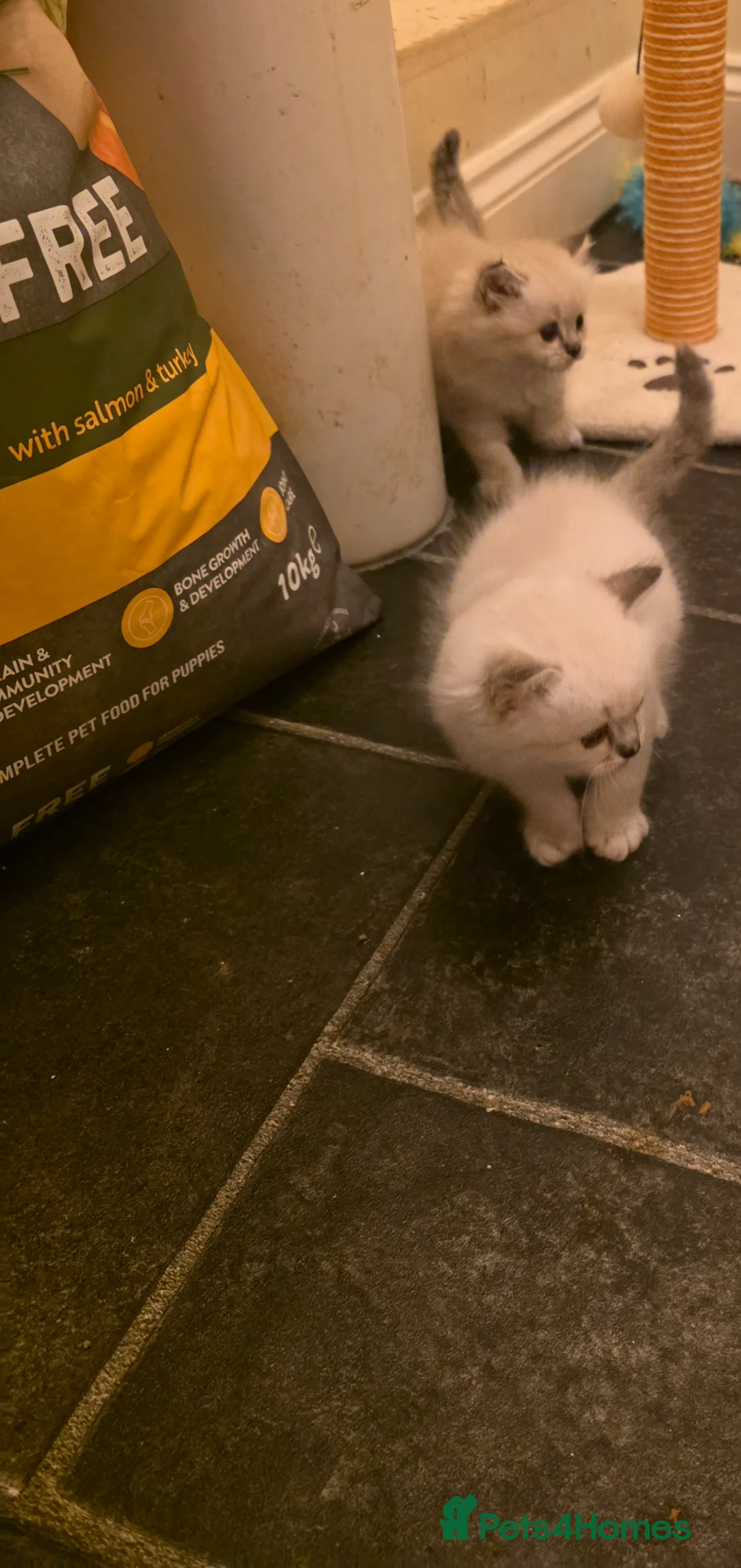 Persian cats for sale: Persain chinchilla  colourpoint kittens for sale  - Advert 22