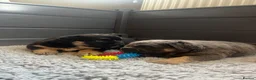 Olde English Bulldogge dogs for sale: Champion Sired Health Tested OEB puppies - Advert 22