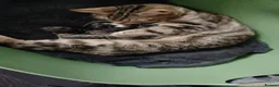 Mixed Breed cats for sale: Mixed tabby kitten  - Advert 6