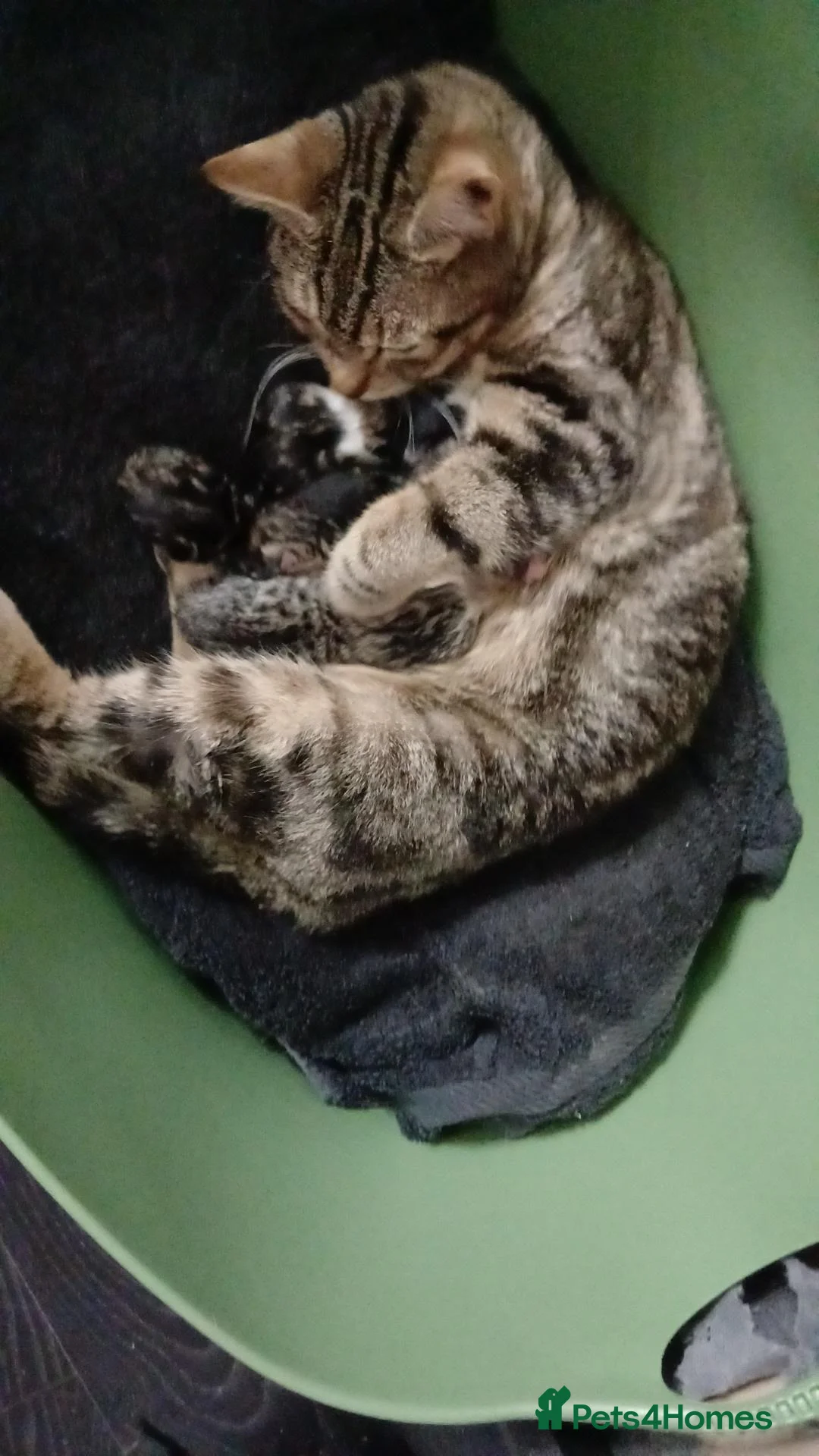 Mixed Breed cats for sale: Mixed tabby kitten  - Advert 6