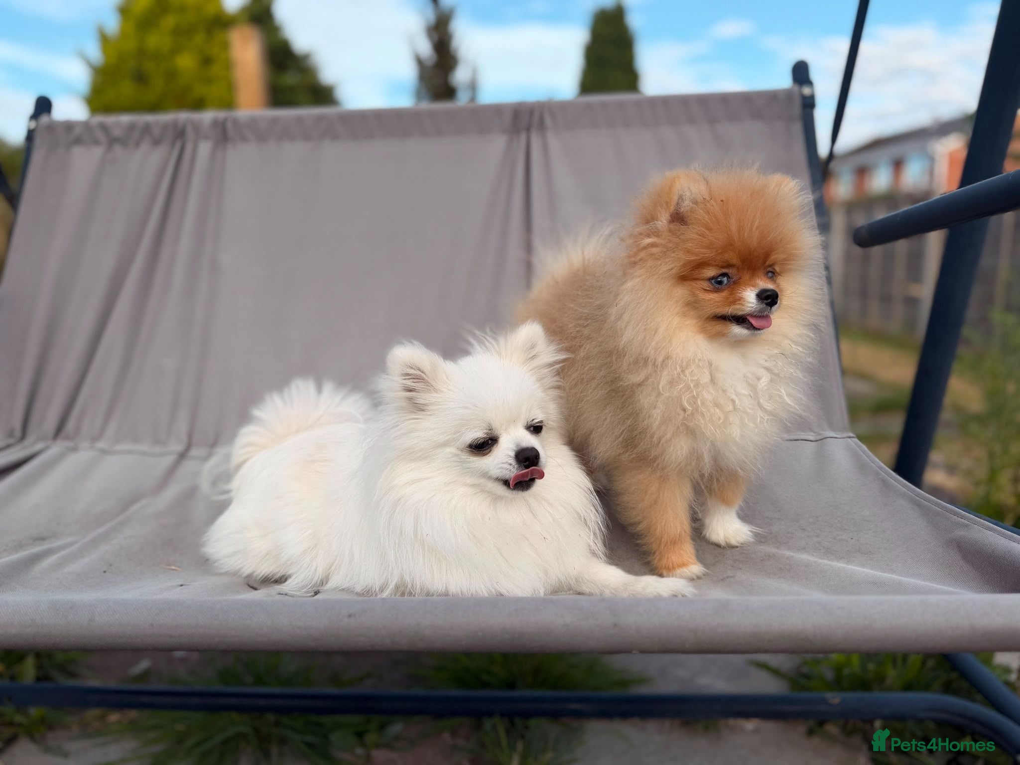 Pomeranian dogs  Super Tiny Orange Sable Boy - Advert 1