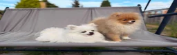 Pomeranian dogs for sale:  Super Tiny Orange Sable Boy - Advert 1