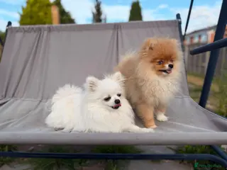 Pomeranian dogs Super Tiny Orange Sable Boy - Advert 1