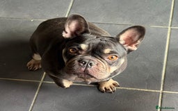French Bulldog dogs for sale: French Bulldogs looking for FOREVER LOVING HOMES - Image 6