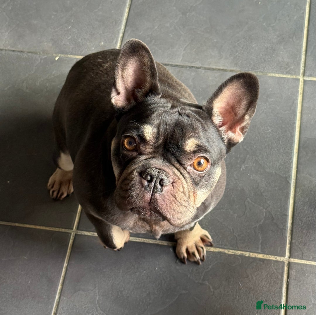 French Bulldog dogs for sale: French Bulldogs looking for FOREVER LOVING HOMES - Image 6