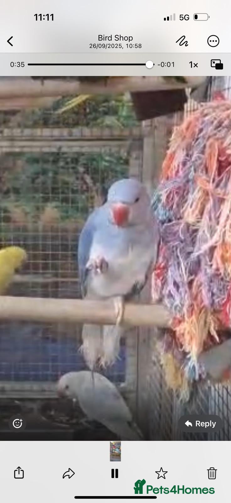 Parrots birds X BIRDS/PARAKEETS/PARROTS AVAILABLE X - Advert 6