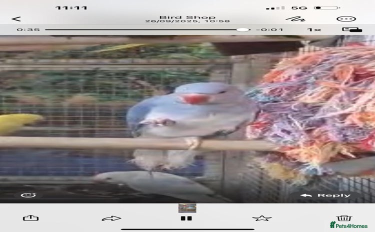 Parrots birds X BIRDS/PARAKEETS/PARROTS AVAILABLE X - Advert 13