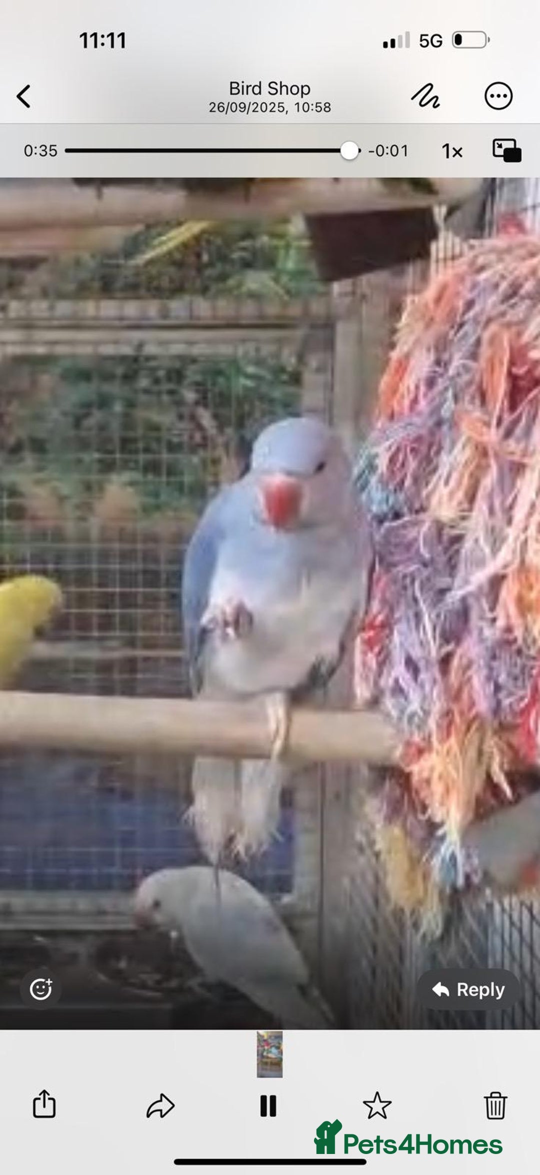 Parrots birds for sale: X BIRDS/PARAKEETS/PARROTS AVAILABLE X - Image 7