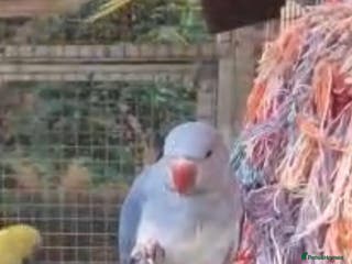 Parrots birds X BIRDS/PARAKEETS/PARROTS AVAILABLE X - Advert 22