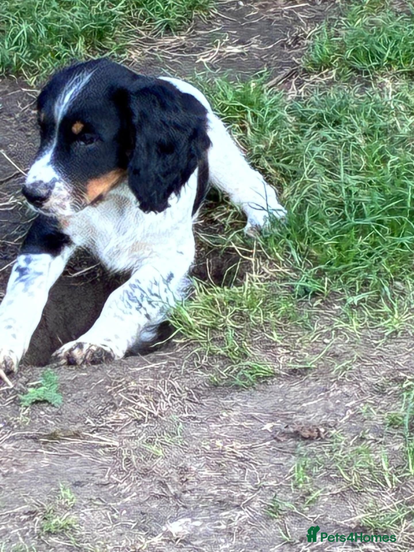 English Springer Spaniel dogs READY NOW - ENGLISH SPRINGER SPANIEL PUPPIES - Advert 2