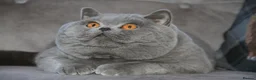 British Shorthair cats for sale: BRITISH SHORTHAIR KITTENS - Advert 4