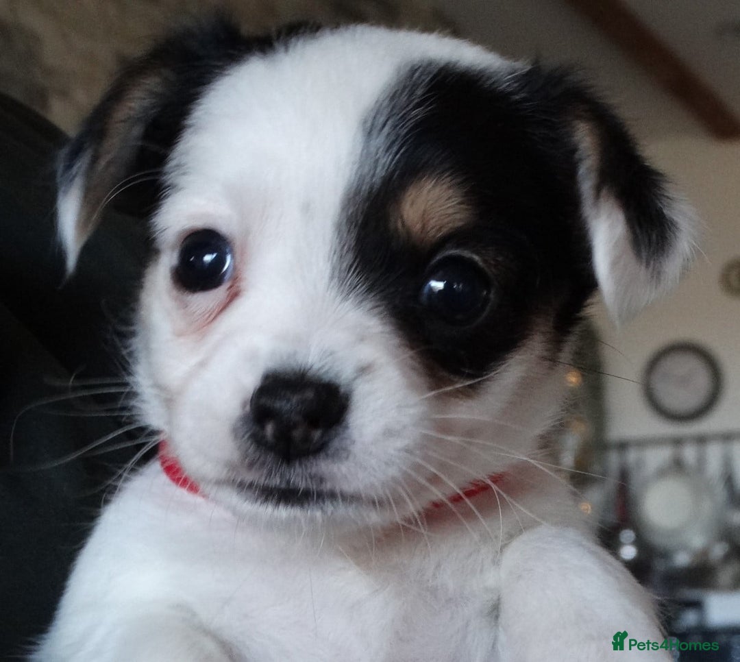 Jack Russell dogs for sale: Beautiful Jack Russell/chihuahua mix puppies - Advert 7