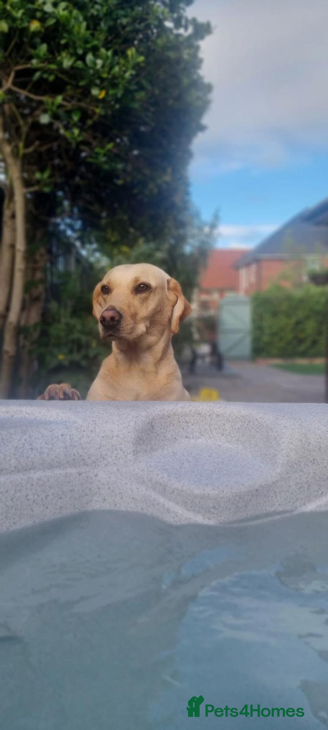 Labrador Retriever dogs for sale: Labrador 2 x boys left FTW Drakeshead Flycatcher   in Blackpool - Image 29