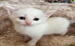 Mixed Breed cats for sale: 5 x gorgeous mixed kittens (4 left) - Image 14
