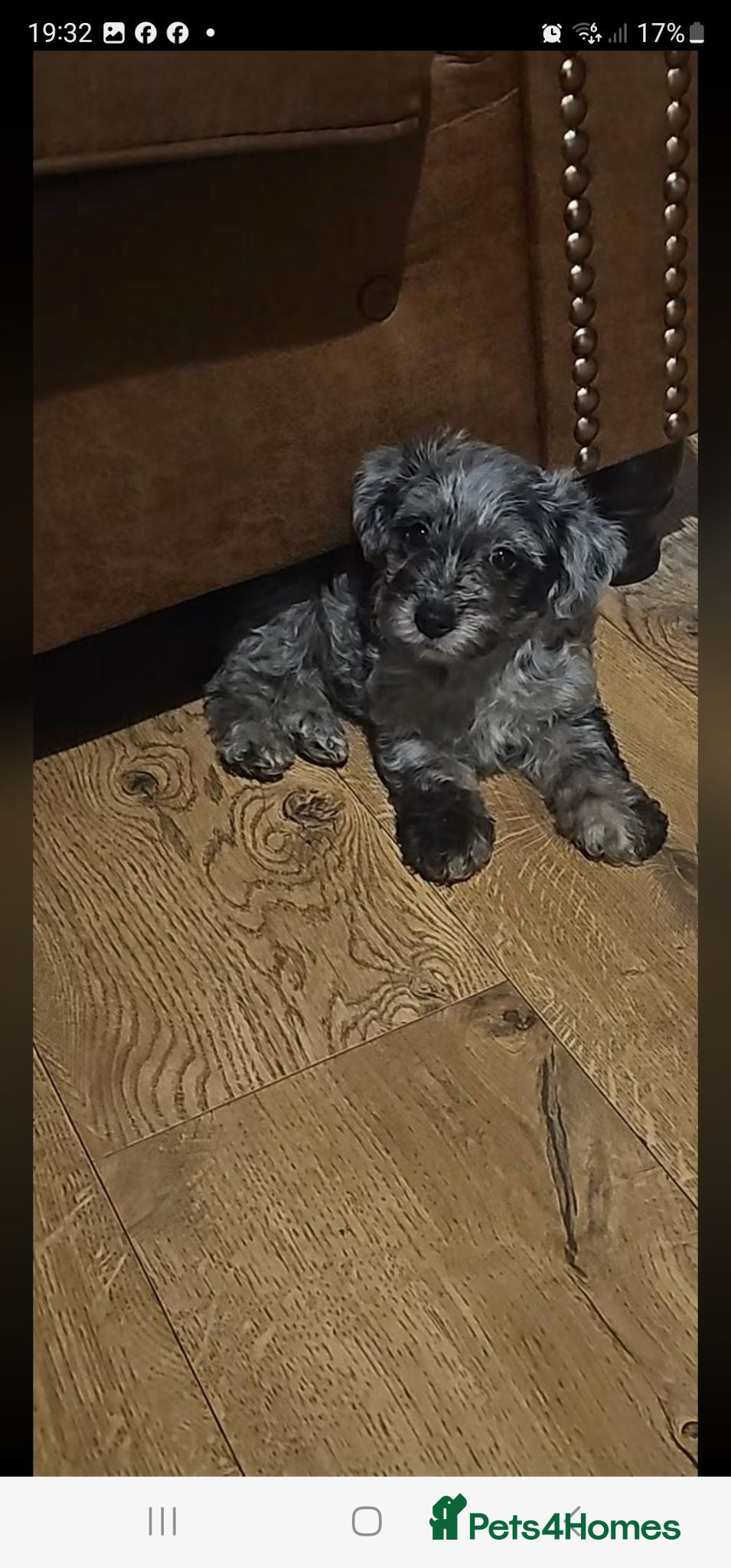 Yorkshire Terrier dogs yorkiepoo  - Advert 6