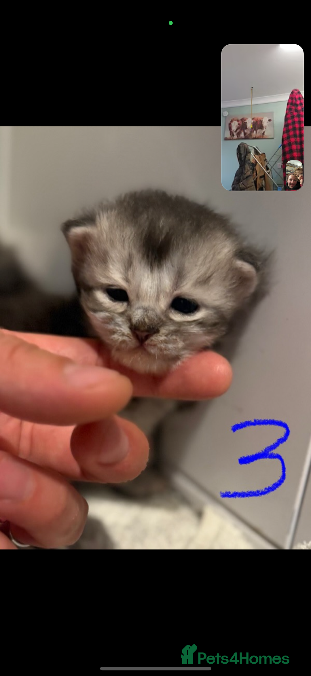 British Longhair cats for sale: 🩵BritishLonghair X Mainecoon Boys🩵 - Image 22