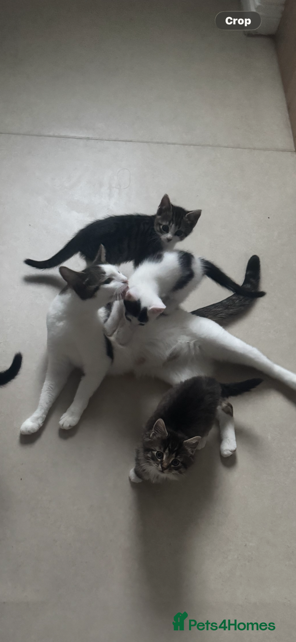 Mixed Breed cats Kitten - Advert 3