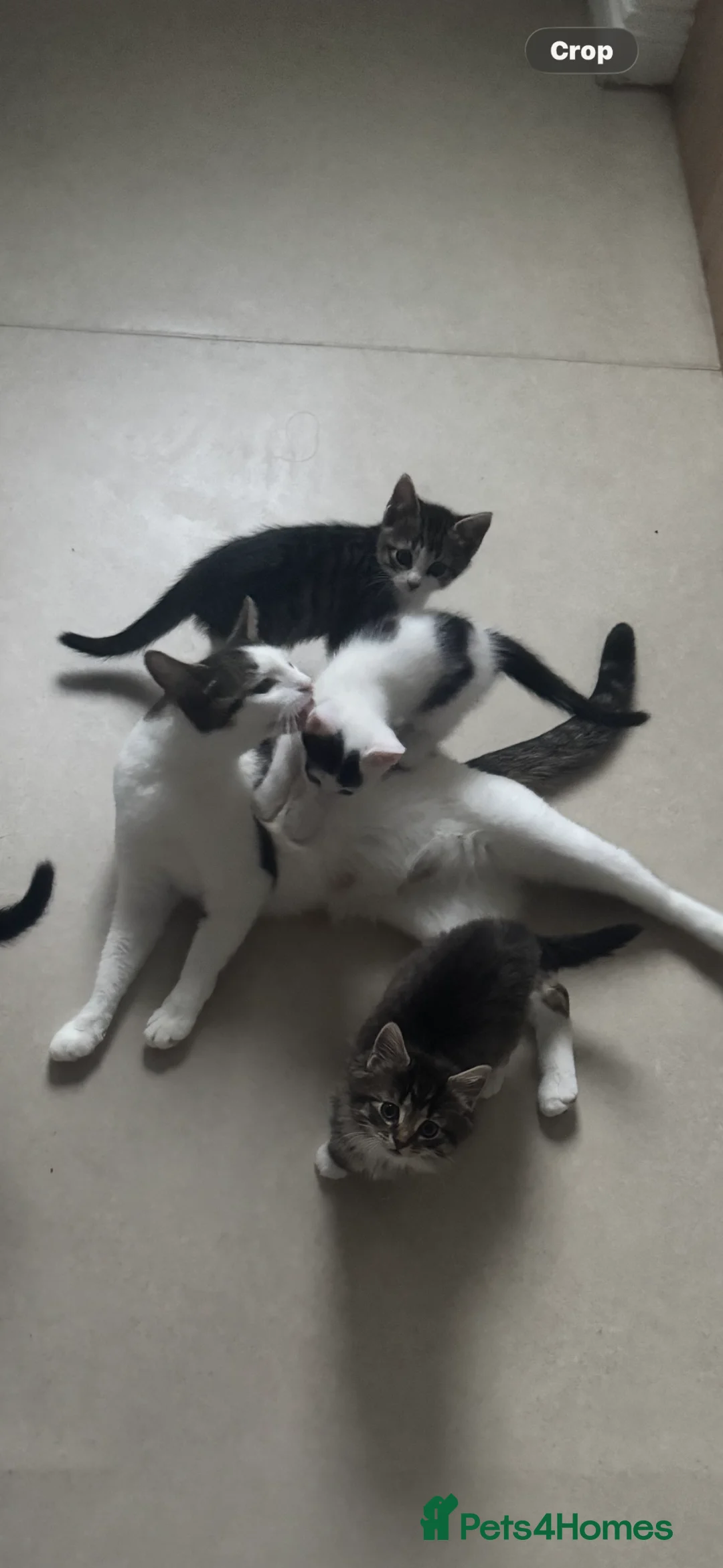 Mixed Breed cats for sale: Kitten - Advert 1