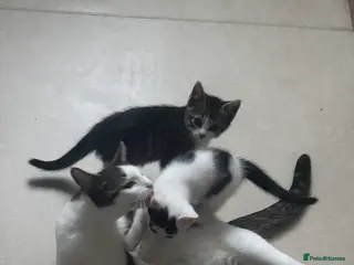 Mixed Breed cats Kitten - Advert 17