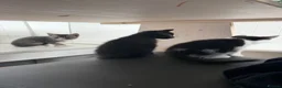 Mixed Breed cats for sale: Three brothers  - Advert 11