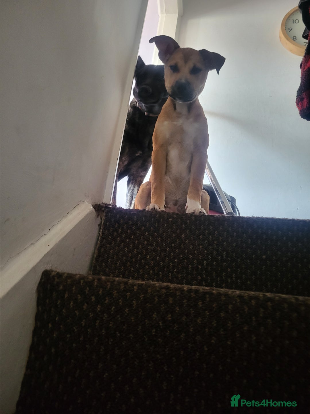 Mixed Breed dogs for sale: Ren (rennifer)  - Image 5
