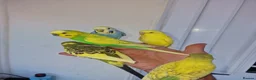 Budgerigars birds for sale: Super silly hand tamed baby budgies  - Advert 1