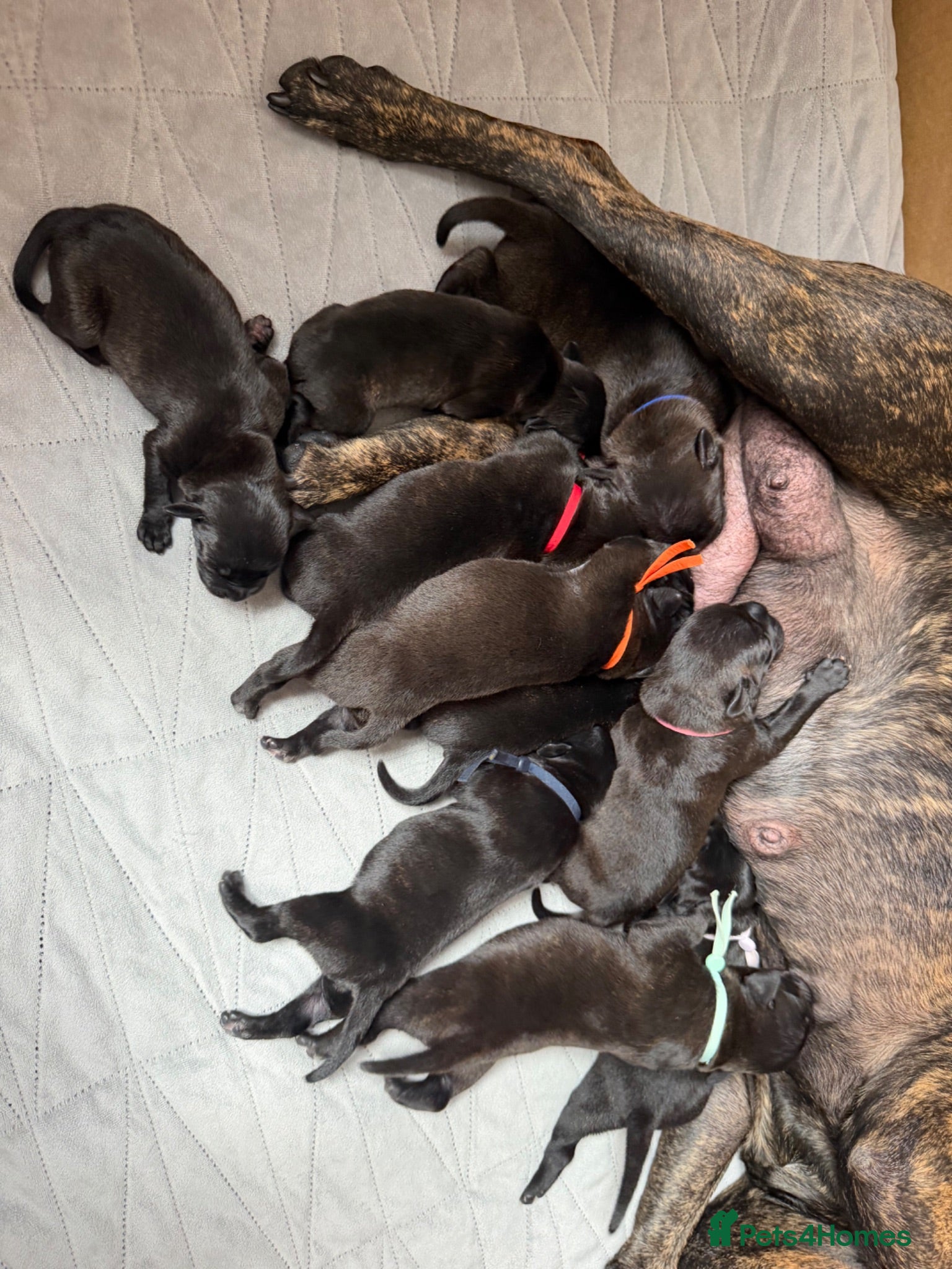 Staffordshire Bull Terrier dogs 10 Gorgeous Brindle Pups  - Advert 2