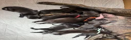 Staffordshire Bull Terrier dogs for sale: 10 Gorgeous Brindle Pups  - Advert 30