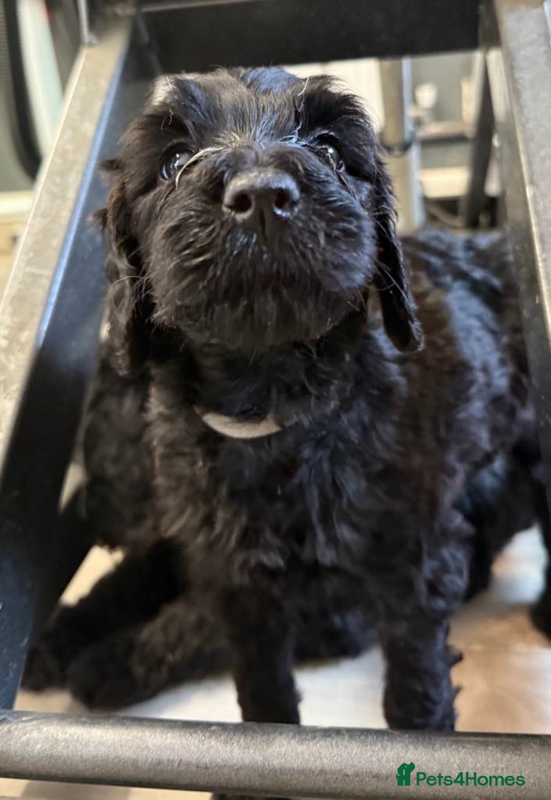 Labradoodle dogs for sale: F,1,B Standard labradoodles,READY FOR THERE HOMES  - Image 16