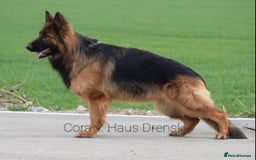 German Shepherd dogs for sale: German shepherd  - Image 4