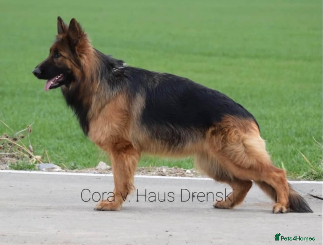 German Shepherd dogs for sale: German shepherd  - Image 4