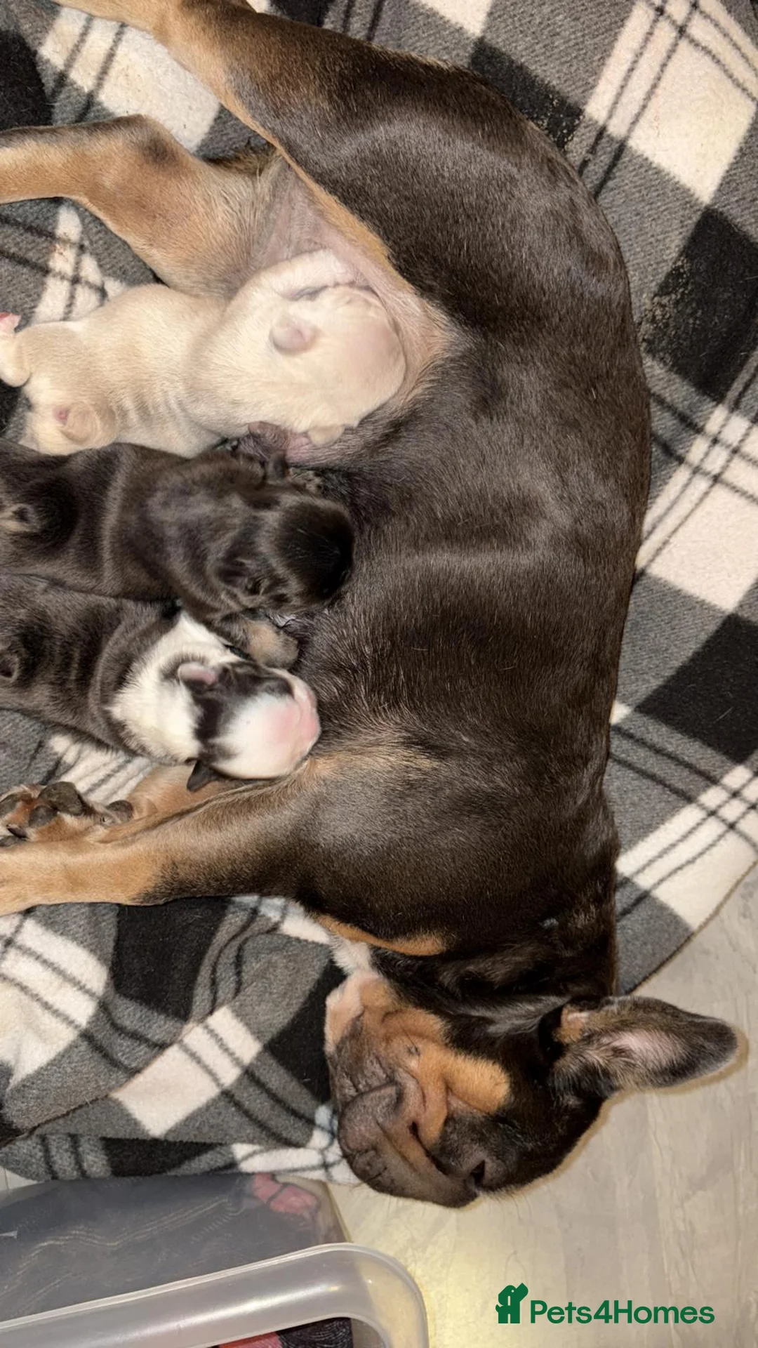 French Bulldog dogs for sale: Luxury Female full fluffy panda husky  - Advert 11