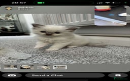 Ragdoll cats for sale: FULL PEDIGREE RAGDOLL KITTENS! READY BEFORE XMAS! - Image 7