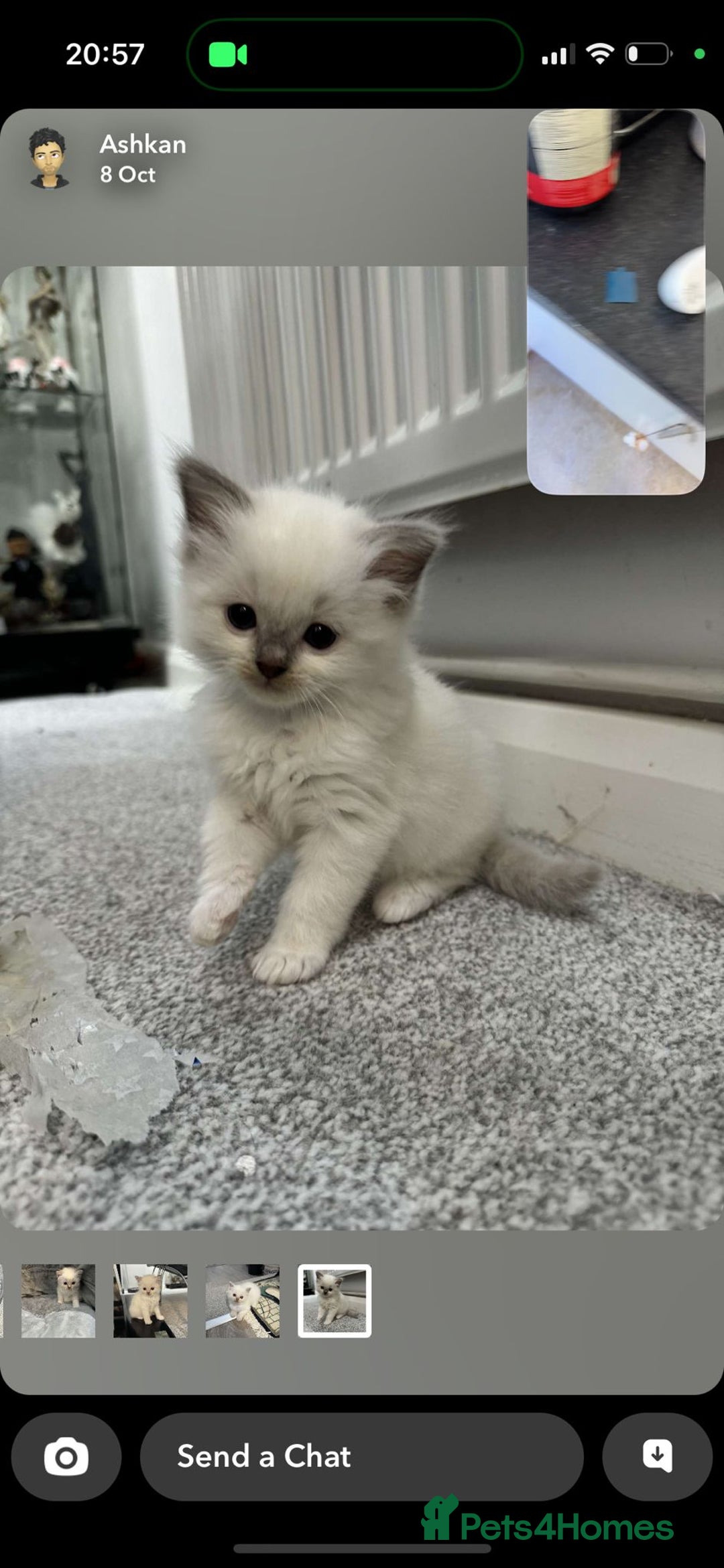 Ragdoll cats for sale: FULL PEDIGREE RAGDOLL KITTENS! READY BEFORE XMAS! - Image 7