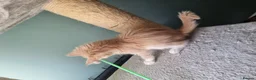 Maine Coon cats for sale: Maine Coon kittens  in Northampton - Advert 22