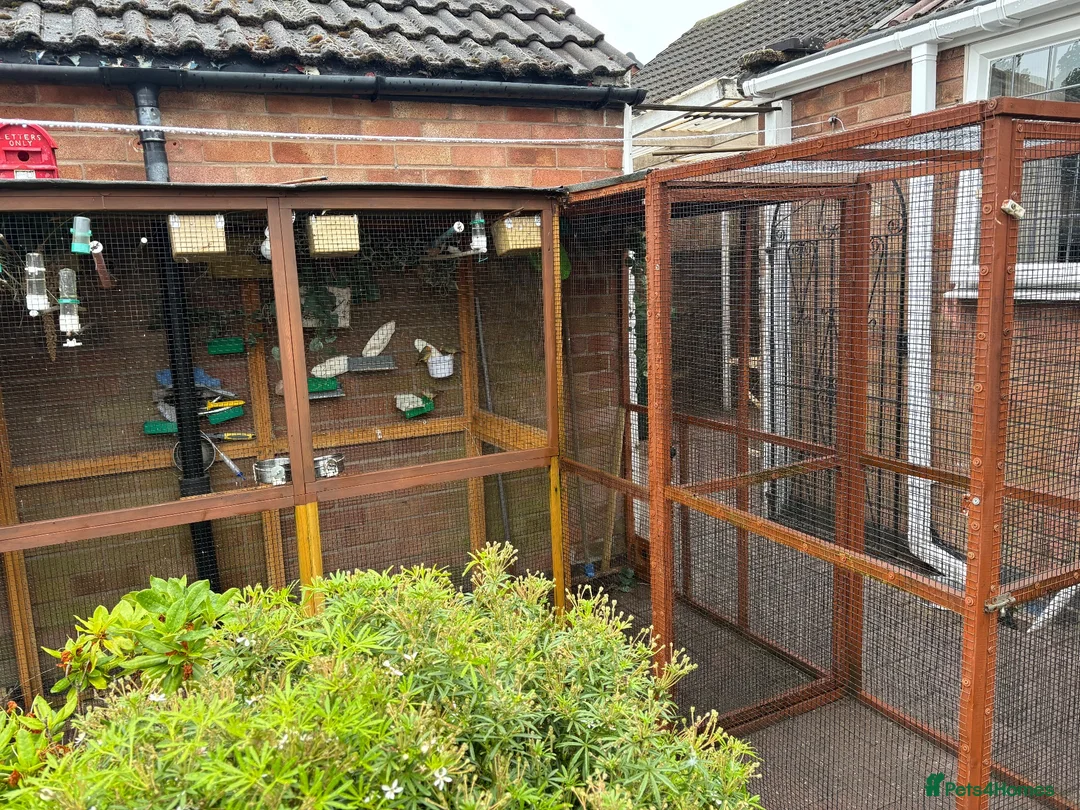 Finches birds for sale: Mixed finches and soft aviary for sale  in Coventry - Advert 2
