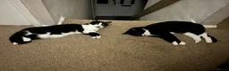 British Shorthair cats for sale: 2 cats looking for forever home in Salisbury - Advert 10