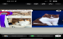 British Shorthair cats for sale: Beautiful Show Quality BLH Dollie ❤️❤️❤️ - Image 2
