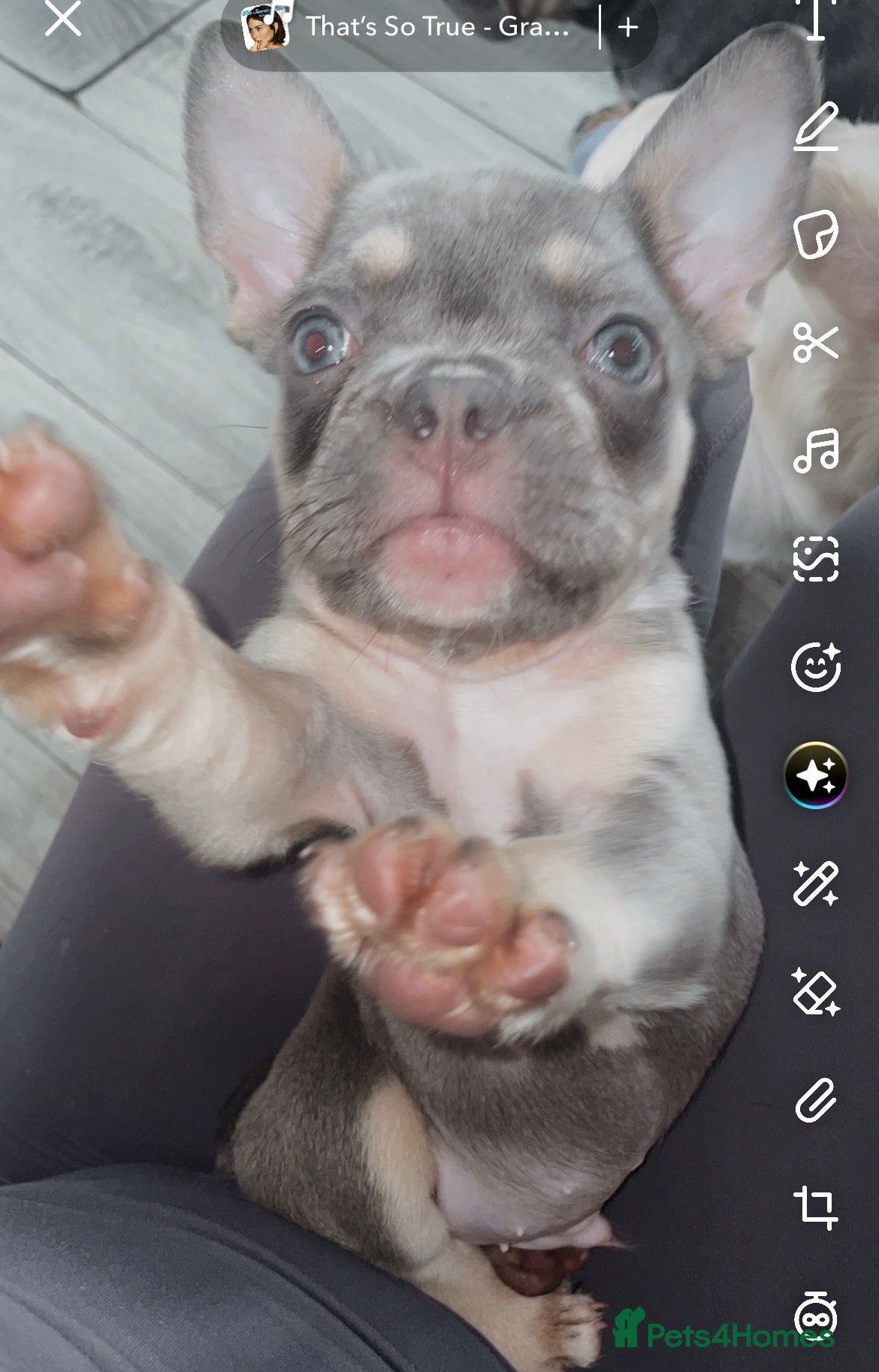 French Bulldog dogs for sale: Quality French bulldog puppies pet price in Dronfield - Advert 18