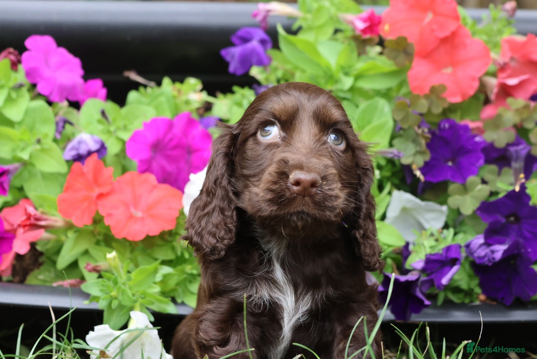 Cocker Spaniel dogs for sale: Family raised champion cocker REDUCED AND READY - Image 6
