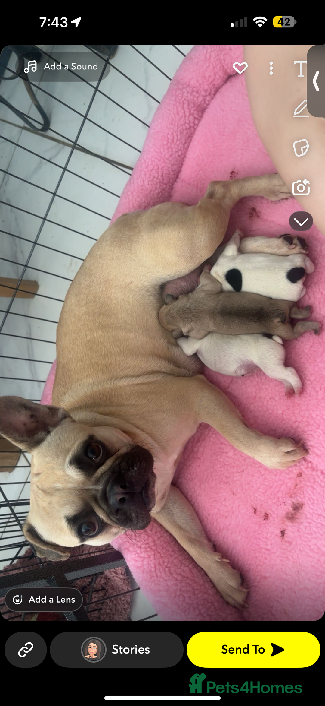 French Bulldog dogs for sale: Beautiful chunky Frenchie pups - Image 1