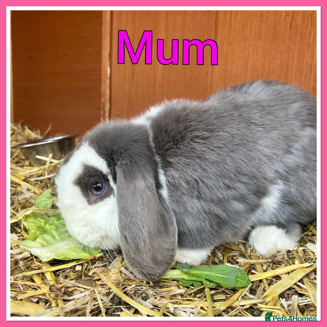 Mini Lop rabbits for sale: Mini lop babies  - Advert 4