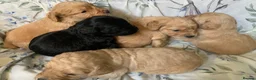 Cockapoo dogs for sale: Beautiful Cockapoo F1 Puppies  - Advert 6