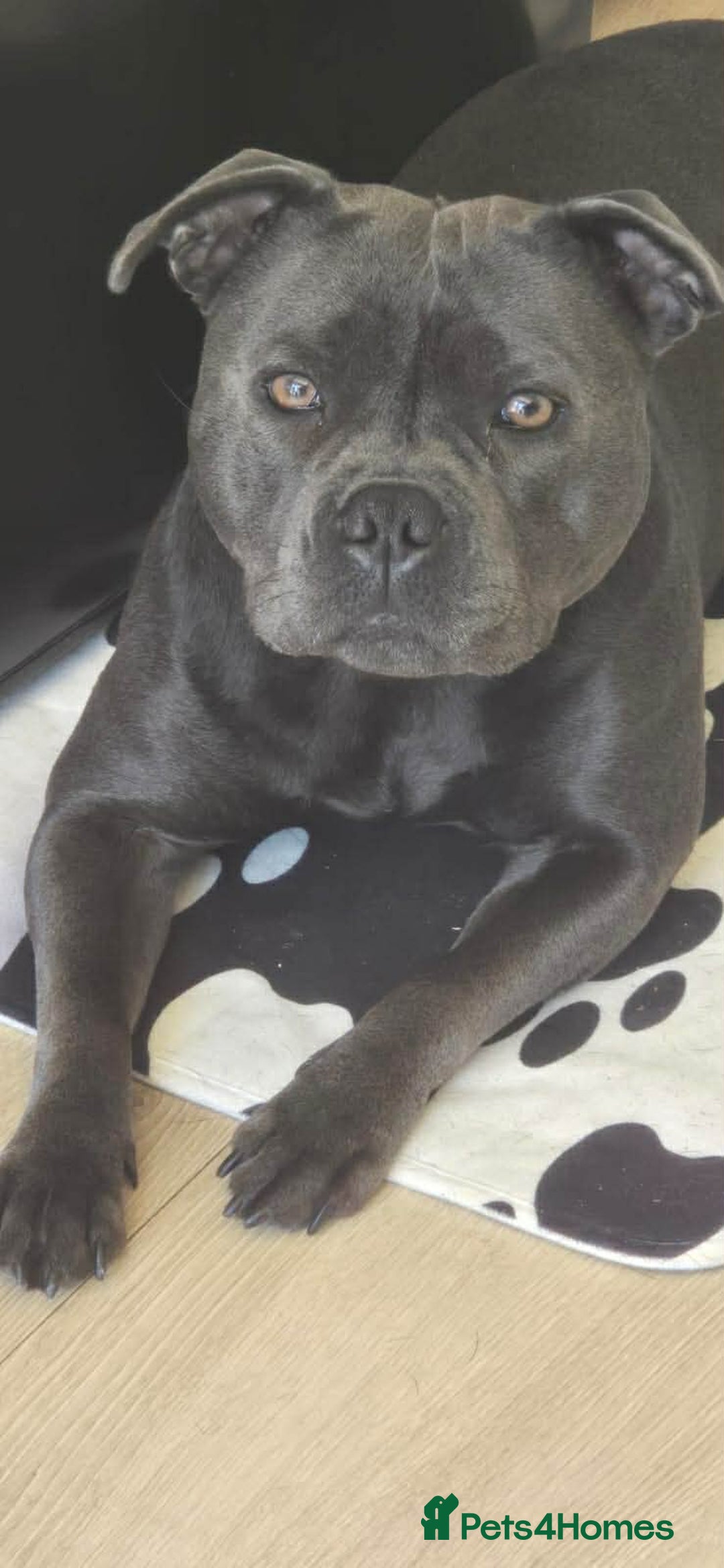 Staffordshire Bull Terrier dogs for sale: Champion bloodlines kc stafford  pups  - Advert 13