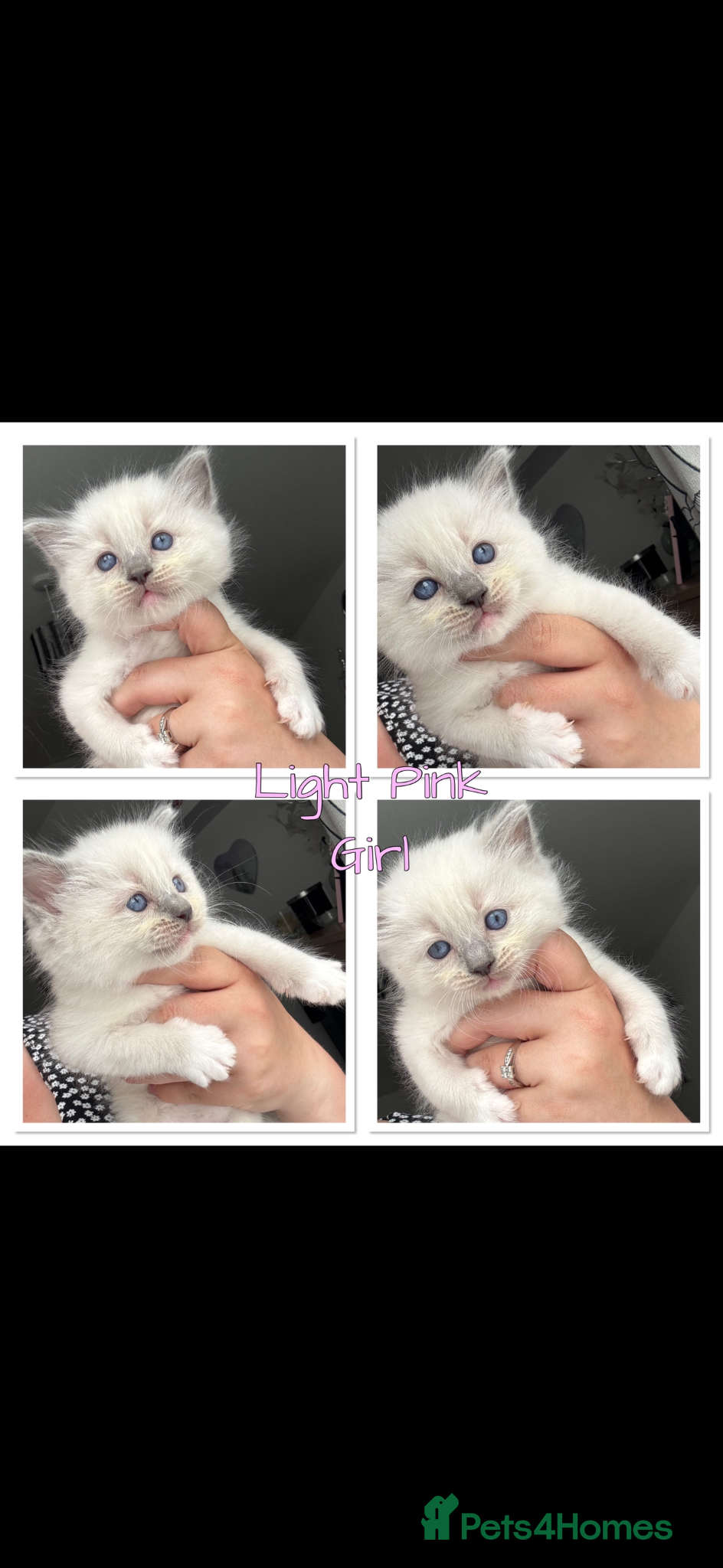 Ragdoll cats Adorable Ragdoll Kittens Ready for Reserving - Advert 1