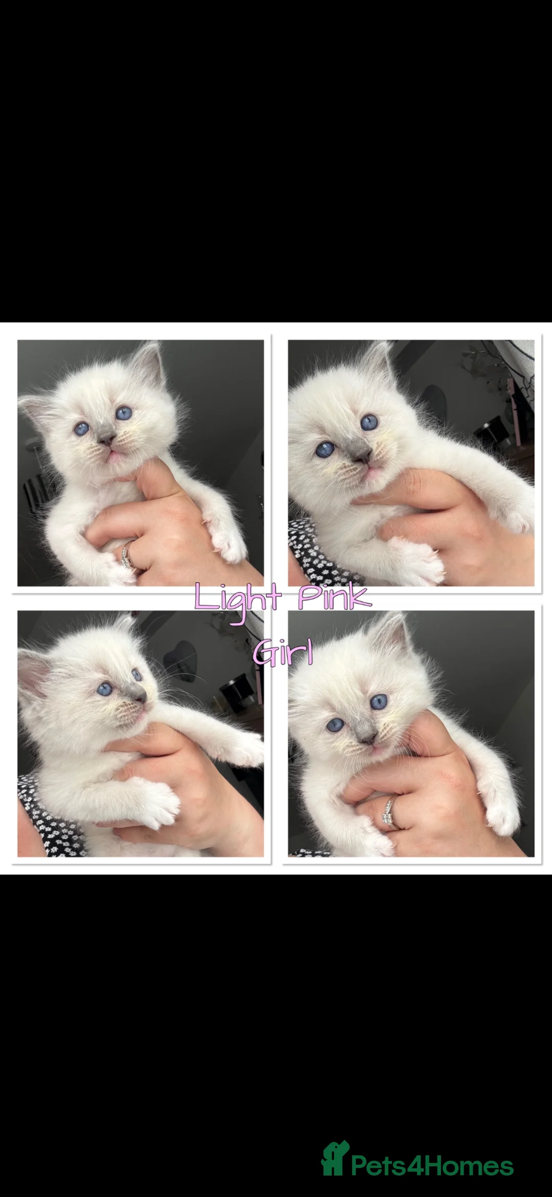 Ragdoll cats for sale: Adorable Ragdoll Kittens Ready for Reserving in Huntingdon - Advert 1