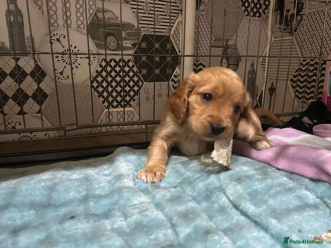 Cockapoo dogs for sale: Cockapoo puppy red male - Advert 5