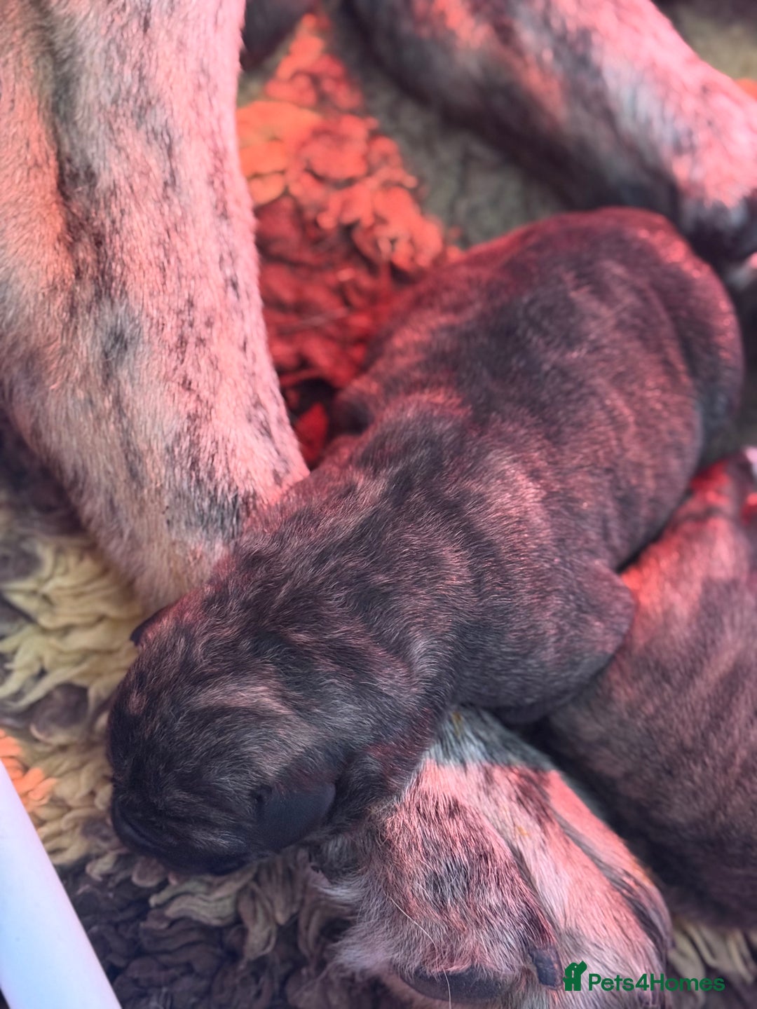 Mastiff dogs for sale: Registered Spanish mastiff puppies  - Image 2