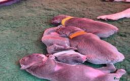 French Bulldog dogs for sale: French Bulldog Puppies – Ready 1st December! 💙 🐾 - Image 9